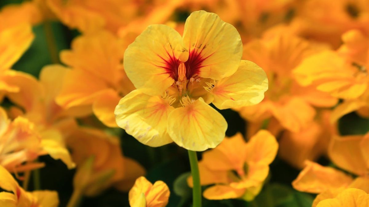 In Addition To Beautifying The Park, Here Are 7 Benefits Of Nesturtium Flower