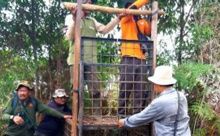 BBKSDA Riau Mitigasi Harimau Sumatera di Siak