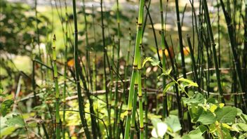 Sigi Anticipation Regency Government Dissipates The Waterfall Of The Flood River Of Residents' Houses With Bamboo Plants In The Watershed