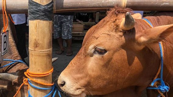 Hewan Kurban Setelah Disembelih di Yogyakarta Bakal Diperiksa