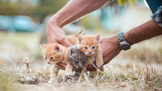 马来西亚马来西亚大学发现了一些除皮猫