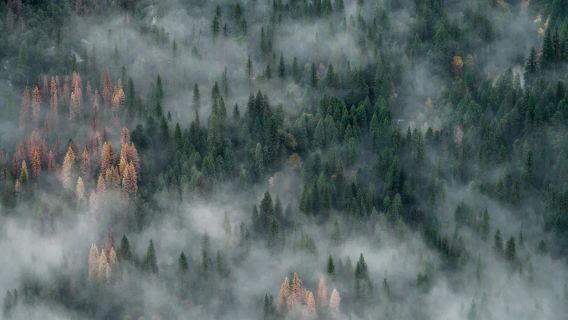 カナダのジャスパーでの森林火災は358軒の家屋を飲み込み、政府は住民の避難バスを配備しました