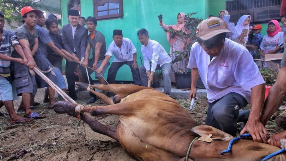 Minister Of Transportation: Livestock Ship Arrived In Riau, Cattle Supply For Eid Al-Adha Is Safe