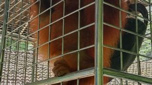 BBKSDA Sumut Terima Satu Orangutan Sumatera dari Jabar