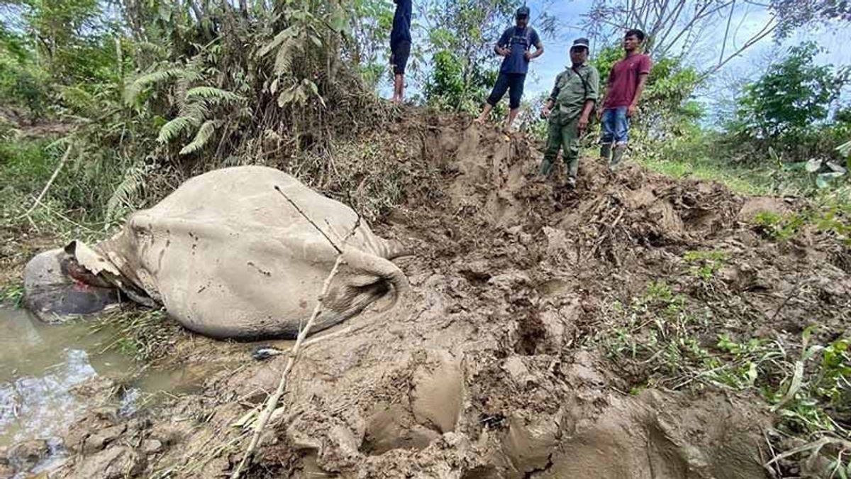 East Aceh CRU Jinak Elephants Die Attacked By Wild Elephant Groups