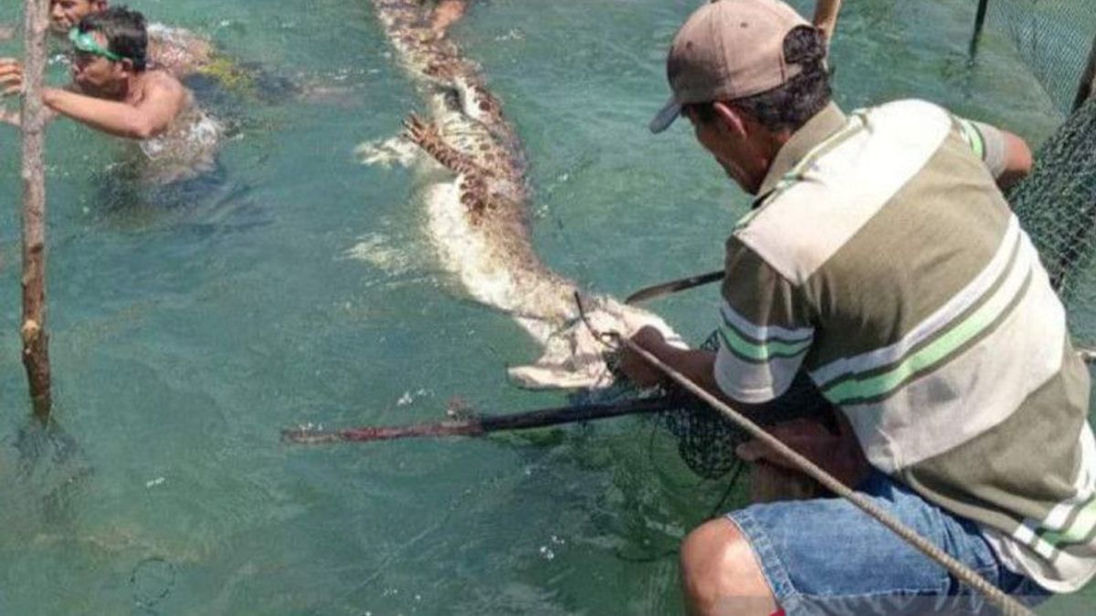 Residents Of North Gorontalo Save 3 Meters Crocodile Trapped In Sero