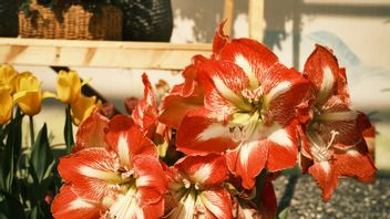 How To Plant And Care For Amaryllis Flowers That Bloom In The Rainy Season