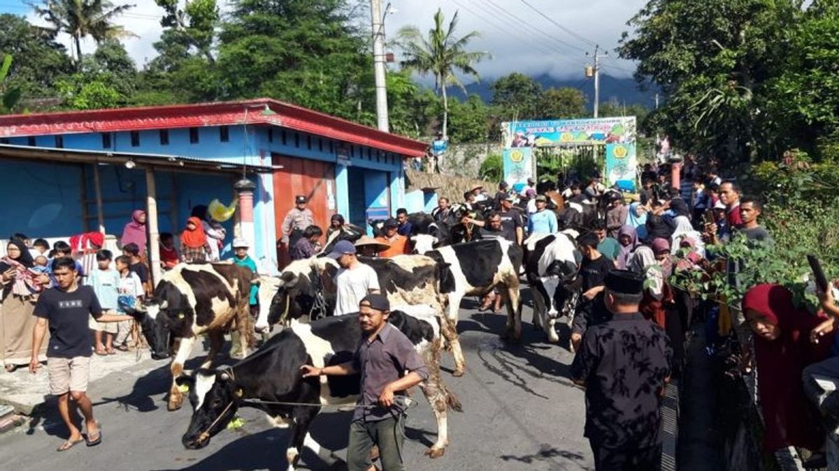 Given Wangy Oil, Hundreds Of Cows Paraded To Welcome Eid Ketupat In Boyolali