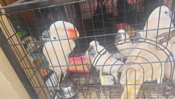 La Police Déjoue La Contrebande De 118 Animaux Protégés, Y Compris Des Cacatoès à Crête Orange Vers La Thaïlande