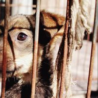 Foni Dog Case，印度尼西亚警方观察要求Propam Ambon警方撤换Sirimau警察局长