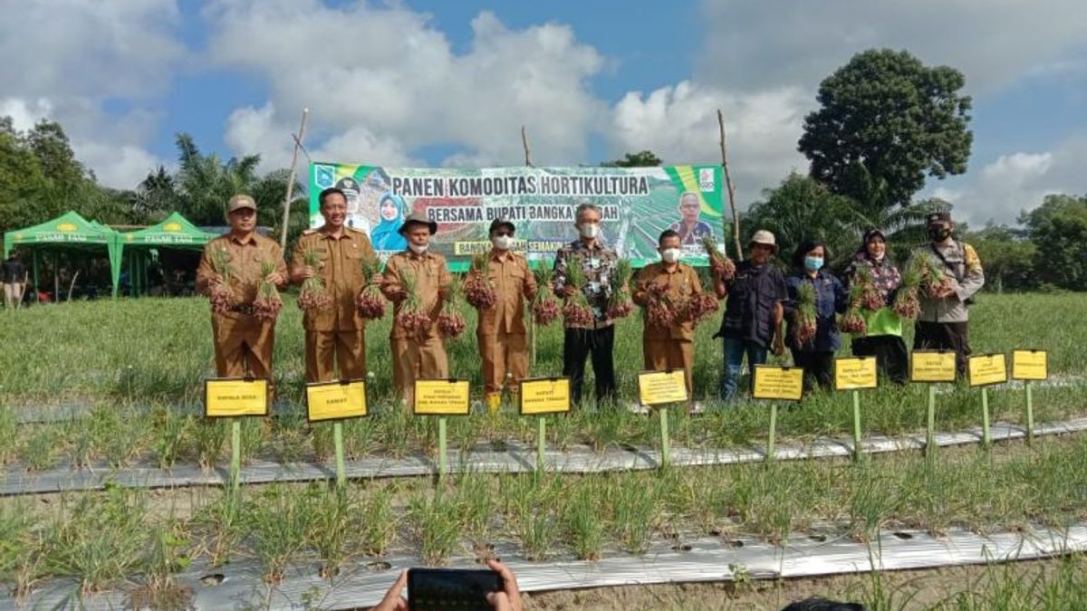 Lima Hektare Lahan untuk budidaya Bawang Merah Disiapkan Pemkab Bangka Tengah 