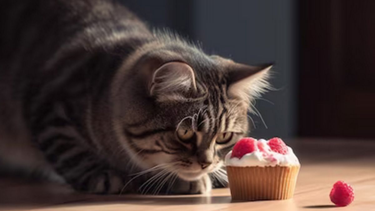 Can Cats Feel Sweet And Spicy Foods? This Is What Experts Say