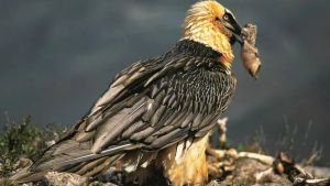 Sandal Kuno dan Artefak Abad ke-13 Ditemukan di Sarang Burung Pemakan Tulang di Spanyol