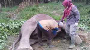 BKSDA Riau Investigasi Kematian Gajah Diduga Diracun