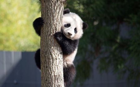 China Bersedia Pinjamkan Panda Raksasa kepada Kebun Binatang Jepang