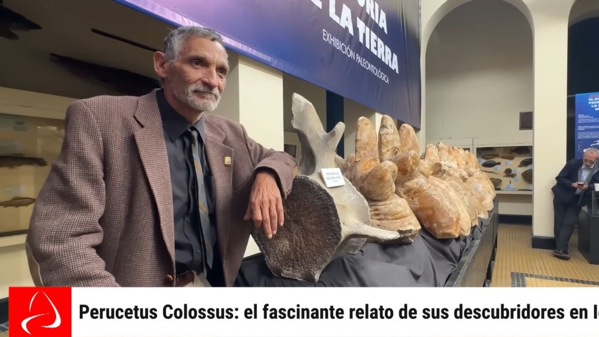 击败蓝教皇,Perucetus Colossus可能是地球上有史以来最大的动物