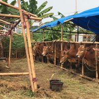 Cerita Pedagang Sapi Kurban di Jakut, Penghasilan Sedikit Meningkat Dibanding Tahun Lalu