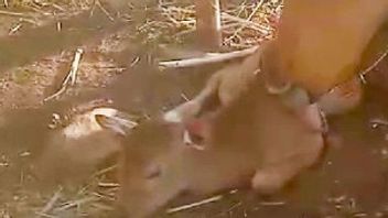 Banteng Jawa Langka Gives Birth To A Male Baby In The Baluran National Park