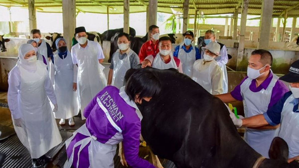 東ジャワ州知事ホフィファ、PMKワクチン供給を加速するよう中央政府に要請