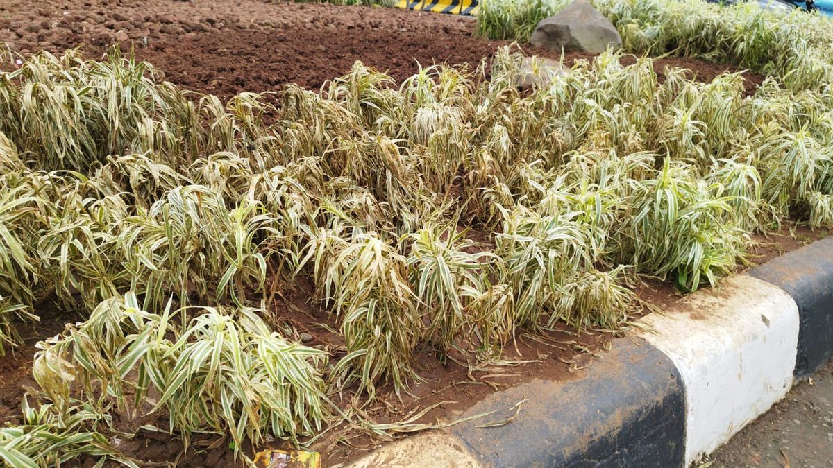 Des centaines de plantes du rond-point HI Rusak, groupe de travail des forces vertes de Pasrah