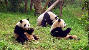 Pertama Kali dalam 50 Tahun, Tidak akan ada Panda di Jepang Mulai Tahun Depan