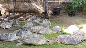 Smuggling of 43 Green Turtles to Bali Foiled