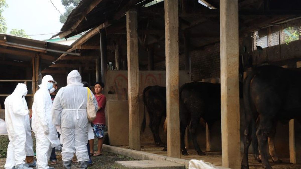 PMK Threats To Livestock, MUI Tangerang Reminds People To Be Careful In Choosing Animals
