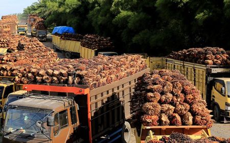 Bappebti: Provinsi Kalbar Punya Potensi Besar dalam Industri CPO Nasional