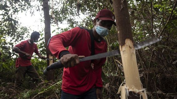 Indonesia, Malaysia, And The European Union Agree To Form A Task Force For The Implementation Of Deforestation Regulations