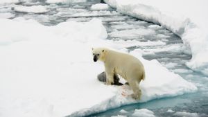 Terekam Video Tengah Memangsa Rusa, Bukti Perubahan Iklim Juga Dialami Beruang Kutub