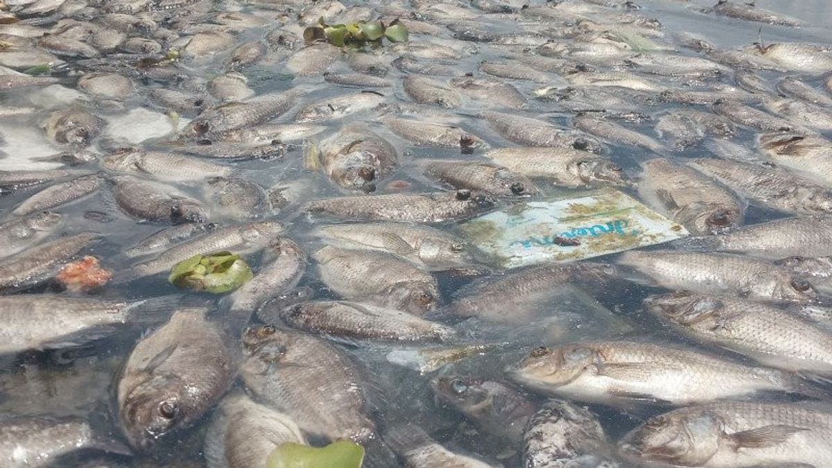 15 Ton Ikan Mati di Danau Maninjau, Kini Muncul Bau Tak Sedap Menyengat