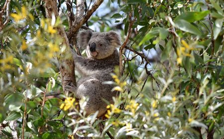 Pemerintah Australia Kucurkan Dana Rp254 Miliar untuk Selamatkan Koala