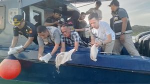 Bea Cukai Batam Gagalkan Penyelundupan dan Lepasliarkan 49.463 Benur Lobster Senilai Rp5,5 Miliar di Pulau Ngual