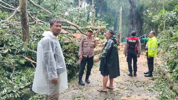 Wisatawan Prancis dan Korsel Tewas Tertimpa Pohon Tumbang Saat Angin Kencang di Monkey Forest Bali