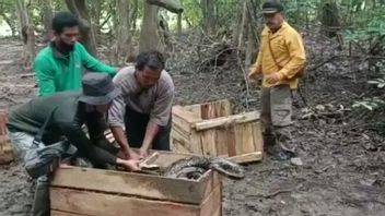 BBKSDA Riau发布2米长的鳄鱼，曾经咬过SchoolBoy的腿