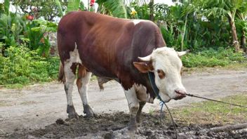 President Jokowi's Sacrificial Cow In Selayar, South Sulawesi, Weighs 1 Ton