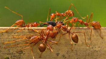 侵略的な火災アリの調査は、地球温暖化のためにヨーロッパに到達しました