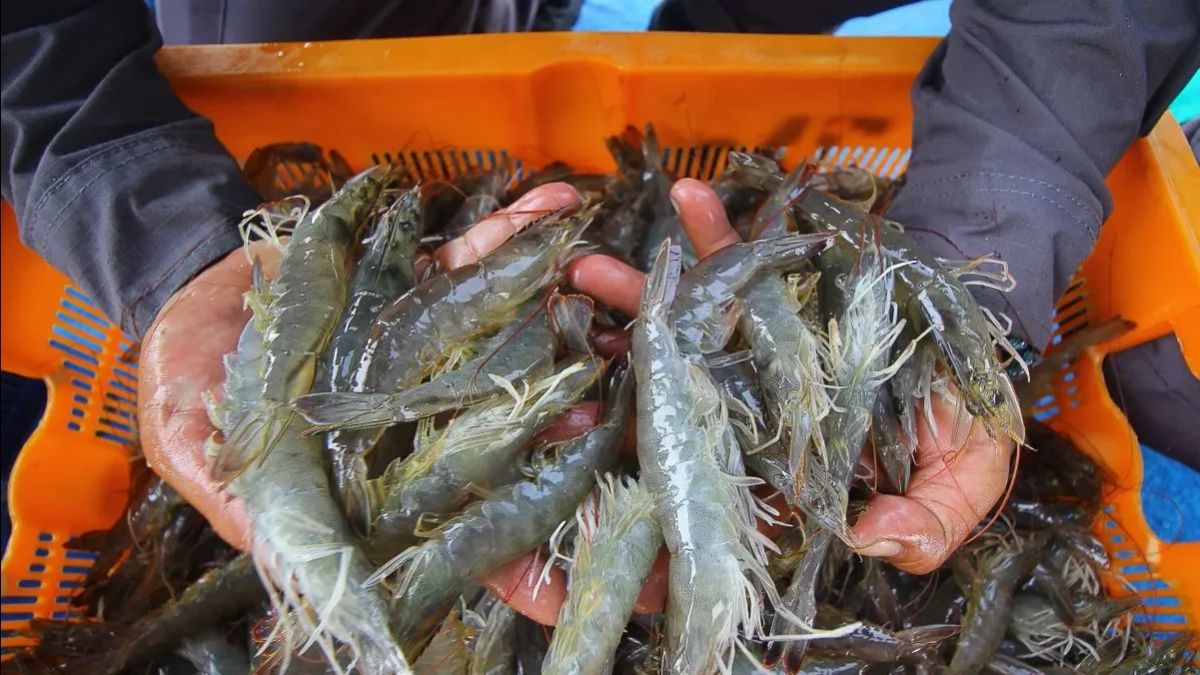 KKP: Les crevettes tirées par les États-Unis ne sont pas de nouveaux maillots, mais des produits de déchets de PT BMS Cikande