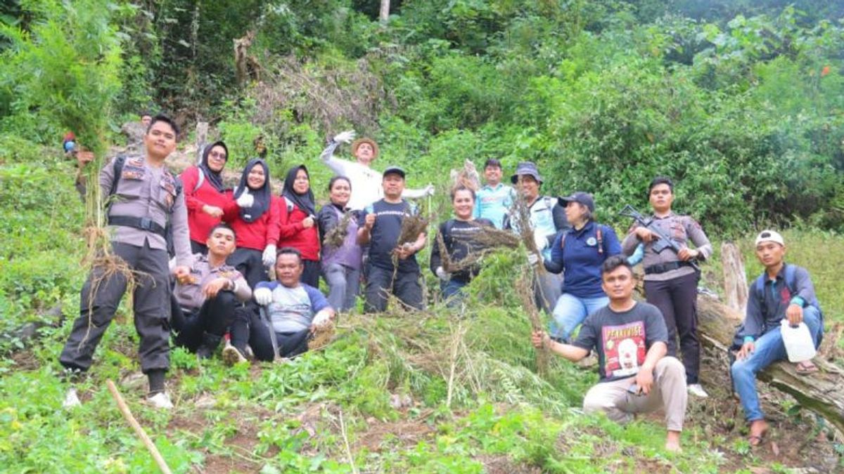 North Sumatra-BNN Police Destroy 1.5 Hectare Cannabis Field