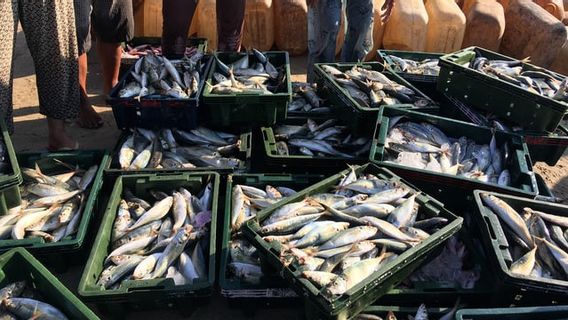 Bonnes Nouvelles De West Sulawesi, Trois Produits De La Pêche Stimulés Pour Le Développement économique Régional