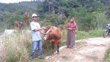 d’une vache à Agam luka sur la tête soupçonnée d’être attaquée par des tigres, BKSDA Sumbar a perquisitionné un drone pour trouver la vérité