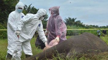 BKSDA Aceh Menyebut 25 Gajah Sumatra Mati dalam Sembilan Tahun Terakhir 