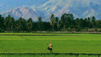 32 ألف حقل أرز غمرتها المياه، بولوج: الحصاد في بعض المناطق من إندونيسيا سوف تتراجع!