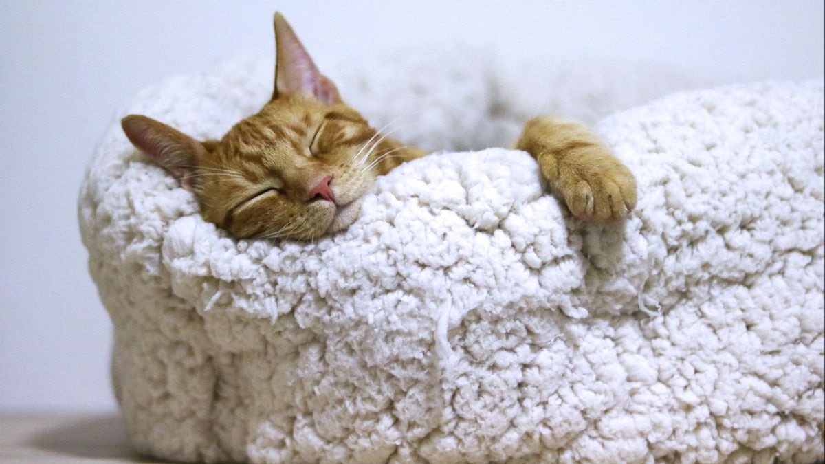 Spending Too Much Time Sleeping, Are Cats Dreaming?