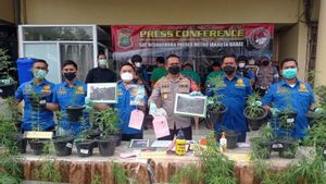 Polisi: Kebun Ganja Hidroponik di Brebes Hasilkan Total 40 Kilogram, Ditanam untuk Konsumsi Pribadi