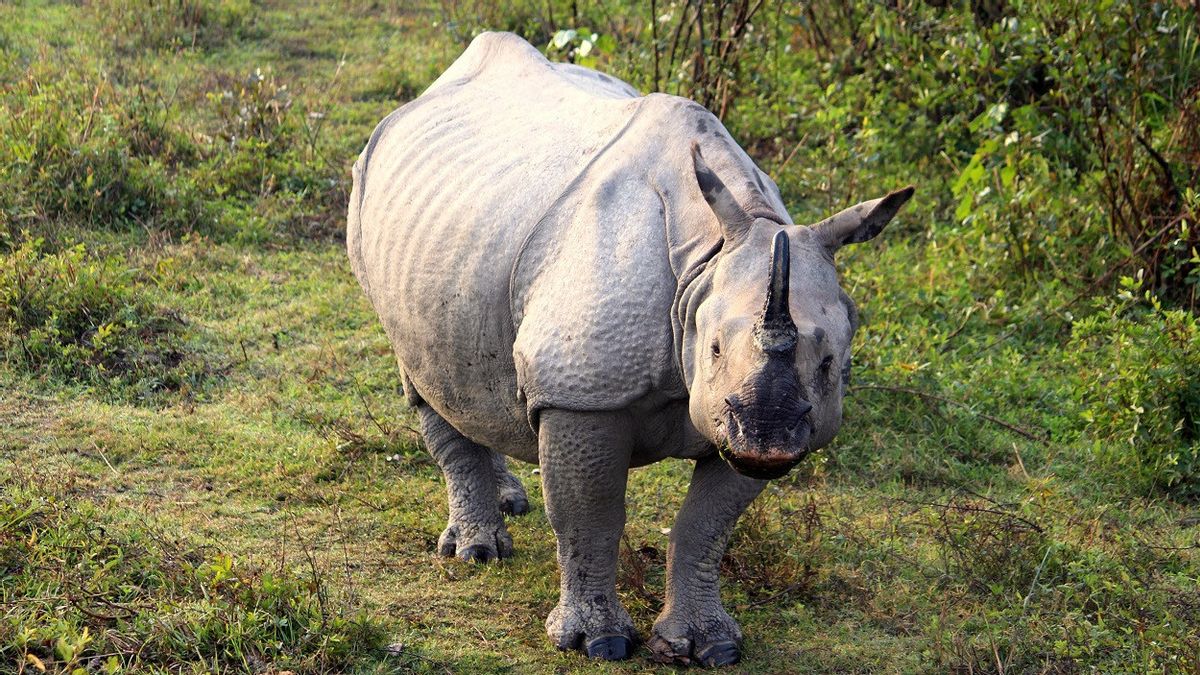 أخبار سارة، تزايد عدد وحيد القرن الهندي النادر مائتي شخص في أربع سنوات