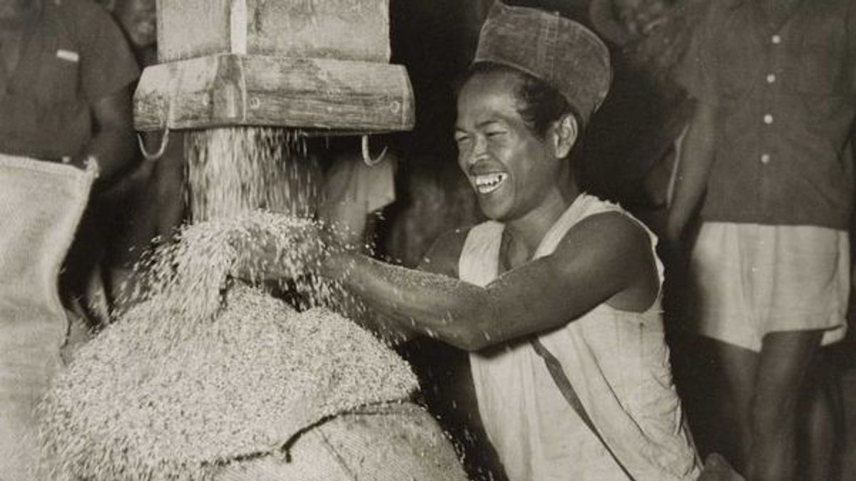 Dutch Colonial Strategy Reduces The High Price Of Rice Prices