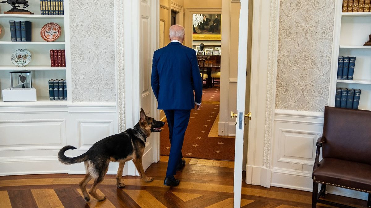 President Biden's Dog 10 Times Bites Secret Service Members In Four Months
