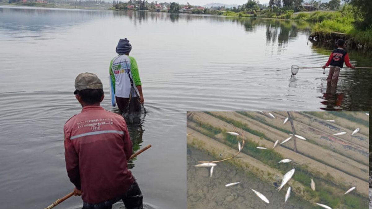 Warga Ramai-ramai Tangkap Ikan Danau Diatas Solok yang Mendadak ‘Jinak’