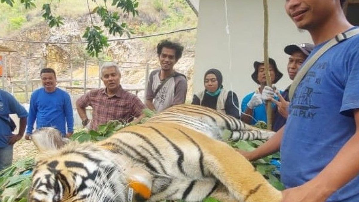 2 Harimau Sumatera, Surya Manggala dan Citra Kartini Dilepasliarkan ke Jambi